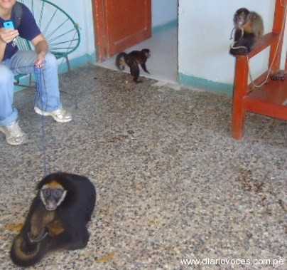 animales rescatados