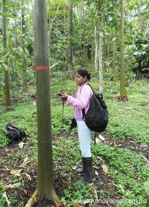 CARACTERIZAN. Especies forestales nativas