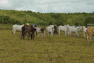 LAS VACAS. Se desconoce el paradero de gran parte de ellas...