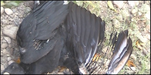 GALLINAZO MUERTO