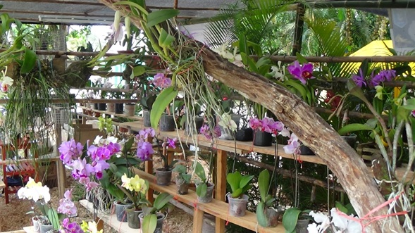 ORQUíDEAS