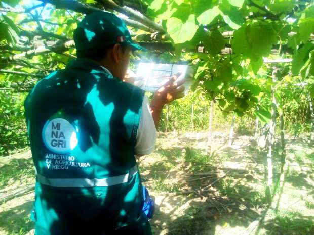 INSPECCIÓN FITOSANITARIA DEL CULTIVO DE UVAS