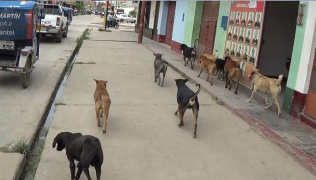 perros moyobamba