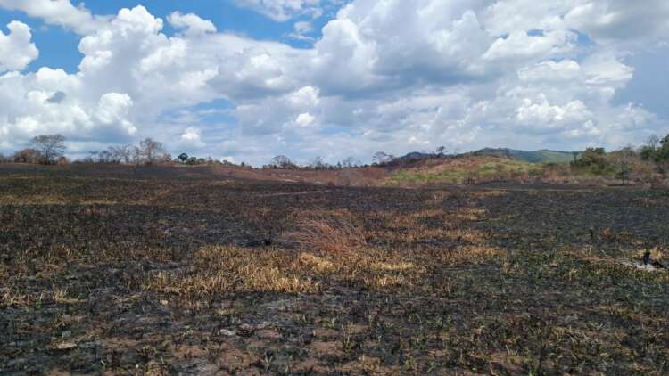 Alerta de deforestación en la Provincia de San Martín genera preocupación1