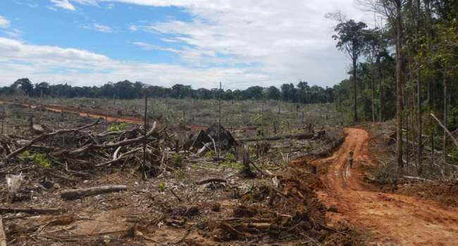 Deforestación en San Martín UN LLAMADO A LA ACCIÓN AMBIENTAL1