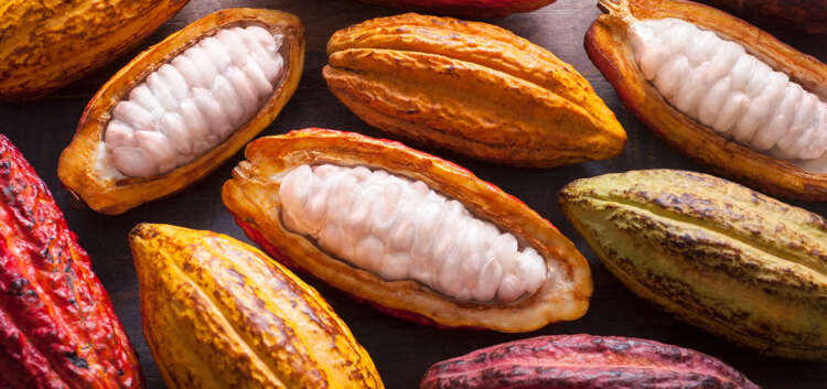 Desde la recolección hasta la fermentación y el secado, cada etapa del proceso de producción del cacao es crucial para obtener granos de alta calidad. Los agricultores locales utilizan técnicas ancestrales.