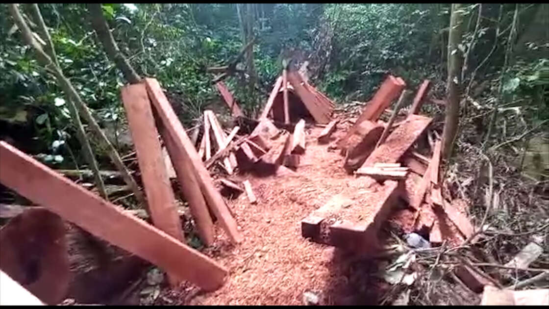 Autoridad Ambiental de San Martín suspende autorizaciones forestales tras desmantelamiento de red criminal1