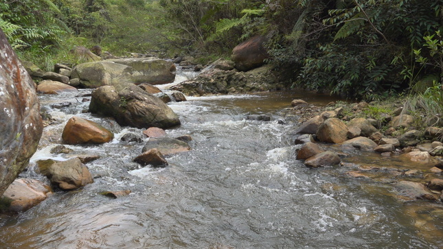 Deficiencias en reforestación para recuperar cuenca hídrica de Juninguillo en Moyobamba
