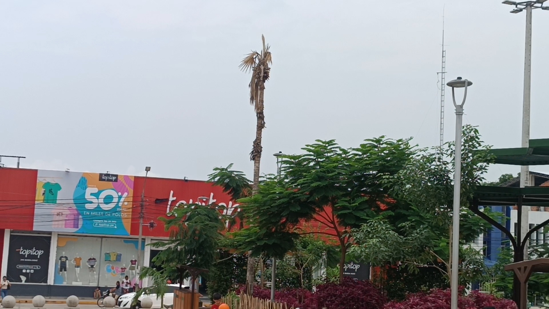 Preocupación en Tarapoto por el estado deplorable de las palmeras en la plaza Mayor1