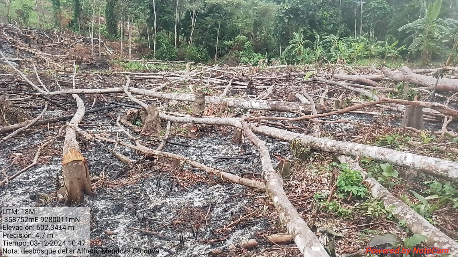 Amparados en la Nueva Ley Forestal Luz verde a la deforestación1