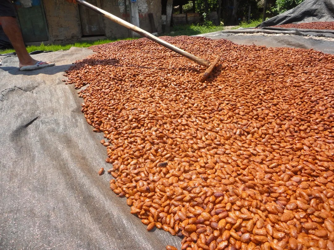 Cacao precios se disparan a 28.00 soles el kilo.