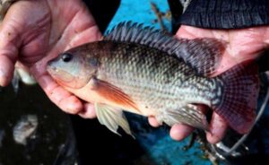 SANIPES realizará I Conferencia  Internacional de Sanidad en Tilapia