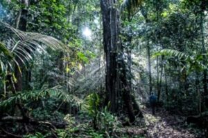 Diversos sectores apoyan iniciativa para lograr mercados y paisajes sostenibles en San Martín