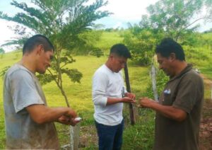 Fortalecen asociatividad de pequeños productores de cacao en San Martín