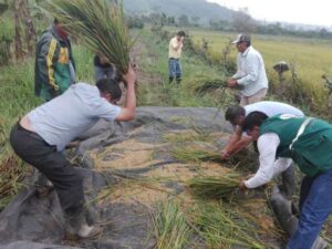 Prueban arroz ecológico en Rioja