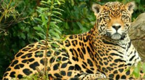 Tres nuevas áreas de conservación  protegerán 8505 hectáreas de  bosques en San Martín