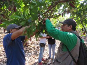 Realizan taller para tratar niveles de cadmio en San Martín y Huánuco