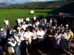 INIA presenta nueva variedad de arroz resistente a plagas