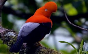 Informe de IPBES reportó en este año la inminente pérdida de un millón de especies