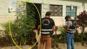 Anciana será investigada por tener sembrado una planta de marihuana en el jardín de su casa