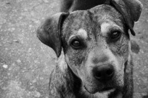 Ayer viernes inició captura de perros callejeros en  Moyobamba