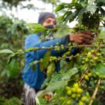 San Martín impulsa exportación de cacao hacia el mercado argentino