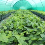 Sentencia histórica: Justicia confirma riesgo ambiental y pone freno a la ley “anti forestal”