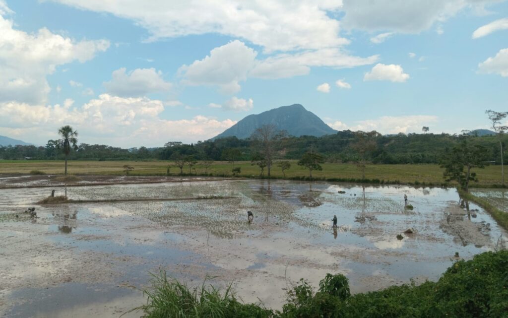 San Martín avanza en la actualización de su Zonificación Ecológica y Económica con respaldo del Minam y Midagri