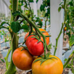 UNTRM logra duplicar producción de plantones de tomate en laboratorio y abre nuevas oportunidades para agricultores de la región