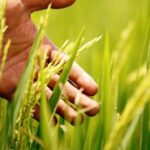 San Martín lidera producción de arroz con el 27% de la producción nacional