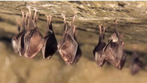 Murciélagos invaden techo de puesto de Salud en Bello Horizonte y generan preocupación