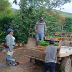 Municipalidad de El Dorado y Cooperativa Oro Verde impulsan jornada de reforestación en sector Miraflores
