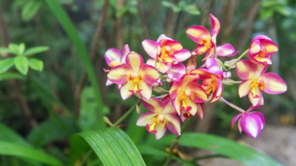 Orgullo de Alto Mayo se luce en Europa: Biodiversidad amazónica conquista la élite mundial de las orquídeas