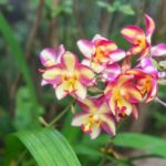 Orgullo de Alto Mayo se luce en Europa: Biodiversidad amazónica conquista la élite mundial de las orquídeas