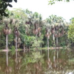 Advertencia: El Bosque no se canjea con votos. Alto Mayo: sin decisión política, peligra el agua de la región