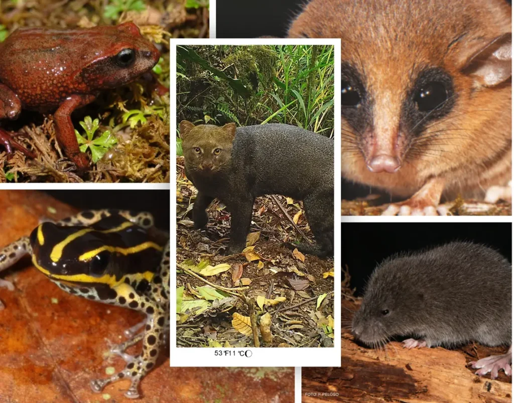 Más de 50 nuevas especies revelan que las áreas protegidas del Perú siguen siendo un laboratorio natural del planeta