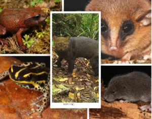 Más de 50 nuevas especies revelan que las áreas protegidas del Perú siguen siendo un laboratorio natural del planeta