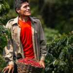 En Saposoa, El Biavo y Shunte: Devida impulsa caficultura y fortalece ingresos de más de 800 familias rurales