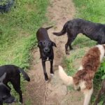 Mascotas abandonadas tras emergencia sobreviven en condiciones críticas en Eladio Tapullima