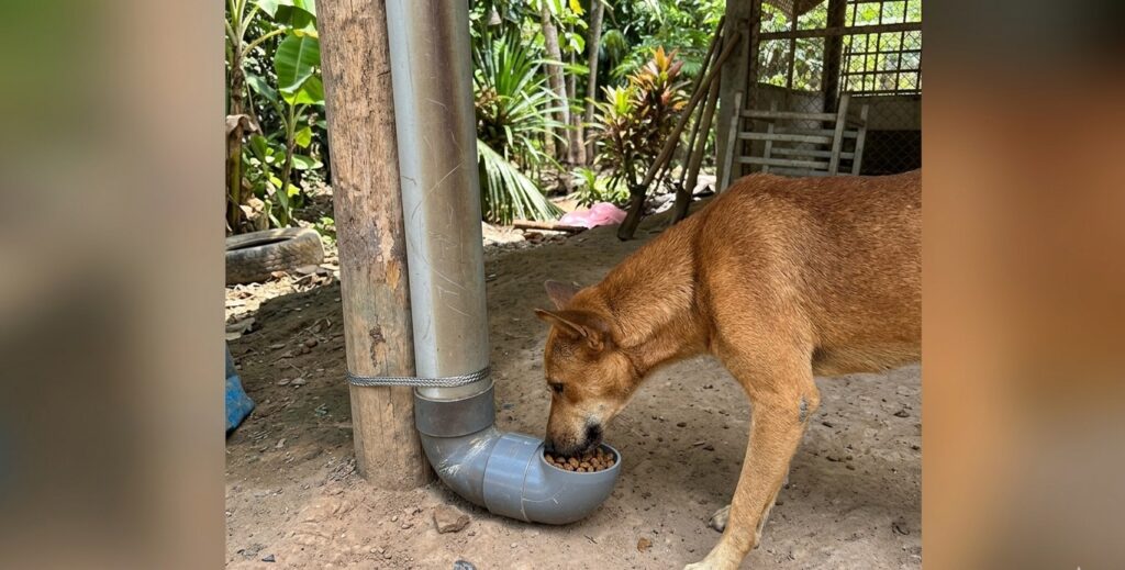 Rescatan y atienden a mascotas abandonadas en la localidad de Eladio Tapulima
