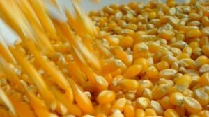 Importación de maíz amarillo duro superó el millón de toneladas entre enero y marzo de 2026