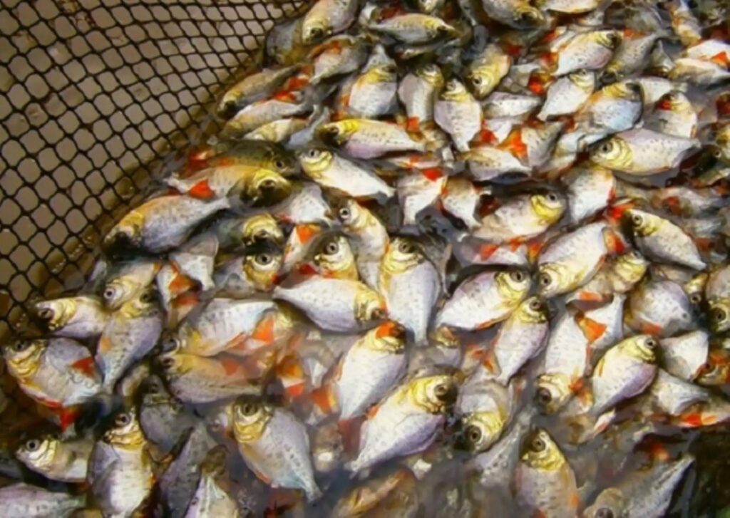 El MINAM, a través del IIAP, transferirá 90 000 alevinos a 61 familias amazónicas de Rioja y Moyobamba para fortalecer su seguridad alimentaria