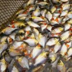 El MINAM, a través del IIAP, transferirá 90 000 alevinos a 61 familias amazónicas de Rioja y Moyobamba para fortalecer su seguridad alimentaria