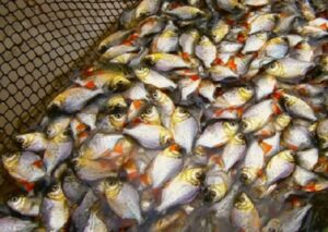 El MINAM, a través del IIAP, transferirá 90 000 alevinos a 61 familias amazónicas de Rioja y Moyobamba para fortalecer su seguridad alimentaria