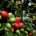 Alto Mayo emerge como el gran refugio del café en San Martín frente al cambio climático