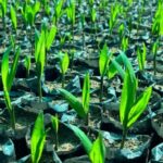 Cadenas productivas del palmito impulsan desarrollo rural en más de 50 comunidades de San Martín