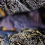 Hallan cuerpo de madre desaparecida cerca del lugar donde encontraron el cadáver de su hijo en Uchiza
