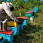 Apicultores de Tocache elevan producción con reproducción de abejas reina