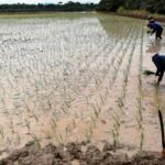 Arroceros del Valle del Shanusi anuncian toma de la FBT y se suman a huelga nacional