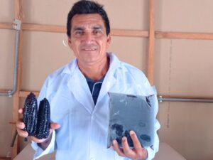 Éxito de la agricultura familiar: El maíz morado de los Andes se adapta a los suelos inundables de Ucayali